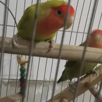 چهار تارنگی بادونا طوطی کوتوله موولد