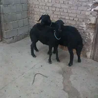 فروشی بره ماده عروسک درجه یک زمانتی