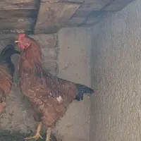 یک عدد خروس محلی