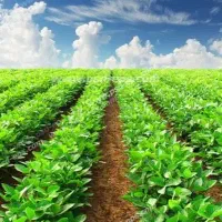 زمین کشاورزی