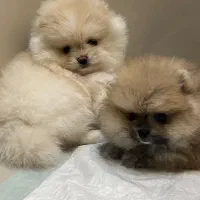 پامرانین دو سر خرسی ماده