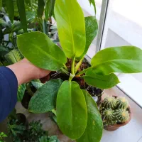 گل های اپارتمانی قیمت مناسب|گل و گیاه طبیعی|یزد, |دیوار