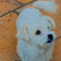 اشپیتز پامر|سگ|بندرعباس, |دیوار