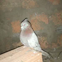 کبوتر