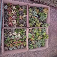 گل و ساکولنت، کاکتوس ،کادو ،هدیه ،روز