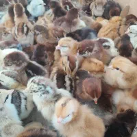 جوجه دوروزه|حیوانات مزرعه|بهبهان, |دیوار