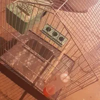 قفس مرغ عشق