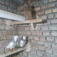 کبوتر طوقی و دم سفید