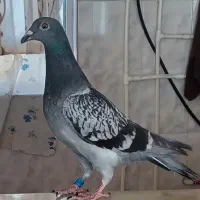 کبوتر مسافتی کهنه