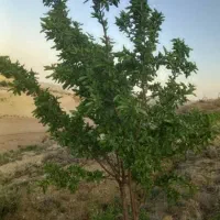 باغ بادم ثمری معاوضه با خودرو|فروش زمین و ملک کلنگی|کوهمره, |دیوار