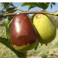 استخدام راننده خانم و اقا (بدون ماشین)