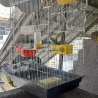 سه عدد مرغ عشق وقفسه ی بزرگ
