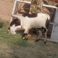 نری