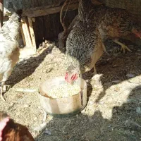 مرغ تخمگذار