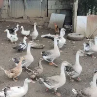 قو غاز|حیوانات مزرعه|کلاچای, |دیوار