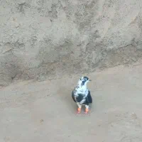 ساده‌سیاه‌امری|پرنده|رضویه, |دیوار