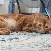 **گربه گمشده در محدوده پونصد دستگاه**|گربه|شیراز, پانصد دستگاه ارتش|دیوار