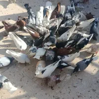کفتر رنگی یجایی