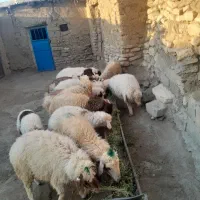 بره نر|حیوانات مزرعه|گهواره, |دیوار