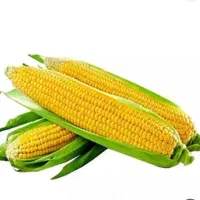 به کارگر ساده نیازمندیم