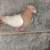 گمشده