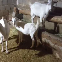 فروش بز و بزغاله سانن اصل ۳ راس