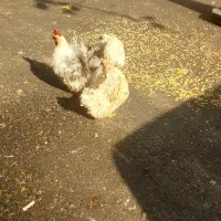 خروس با چند تا مرغ جاپنیز|حیوانات مزرعه|تهران, بهداشت|دیوار