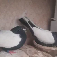 قره کوینک یک جفت اویناق همراه جوجه