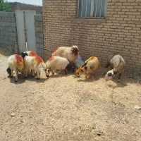 گوسفند