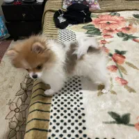 توله پامر خرسی