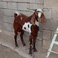 گوسفند ماده وبز نر