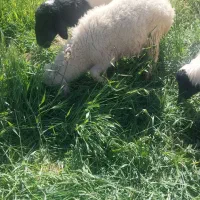 گوسفندوبرهشیشک|حیوانات مزرعه|نگار, |دیوار