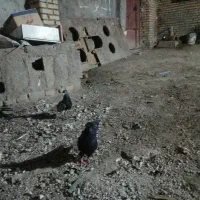 کبوترکله اهوازی وسینه سیاه ماده