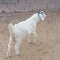 بز چاق