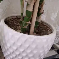 گل دیفن باخیا|گل و گیاه طبیعی|ایوان, |دیوار