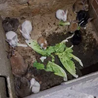 خرگوش|موش و خرگوش|شیراز, پودنک|دیوار