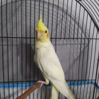 عروس هلندی|پرنده|حویق, |دیوار