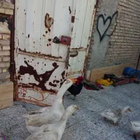 تخم قوقاز|حیوانات مزرعه|اهواز, آسیاباد|دیوار