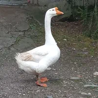 قوغاز نر و اردک اسرائیلی نر و ماده