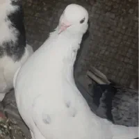 کبوتر
