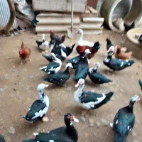 ادرک ژاپنی ، تالشی و دورگه