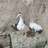 کفتر