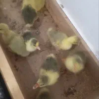 جوجه غاز ۲۰روز