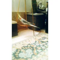 عروس هلندی نر سخنگو