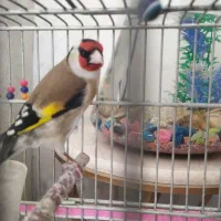 فروش فوری سهره سر سیاه و کرمونی