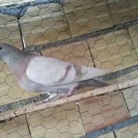 پرشی تیر ماه|پرنده|میانه, |دیوار