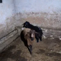 فروش بره قوچ همو و هترو