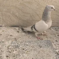 نقره ای یاسوسنی وقره طاووسی