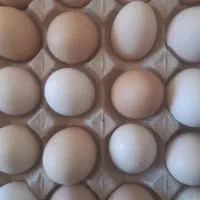 باسلام تخمرغ محلی نطفه دار