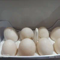 تخم اردک